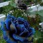New Midnight Supreme Rose Bush Flower 50 PCS Seeds