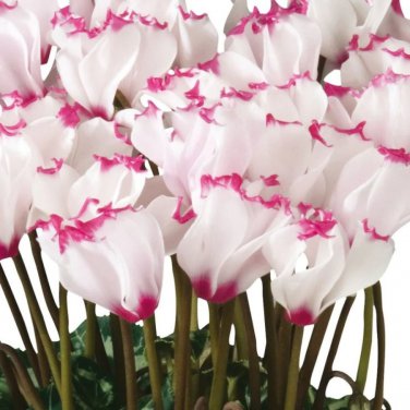 New Light Pink Plicated Cyclamen with Red Edge Flower 5 PCS Seeds