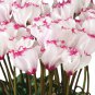 New Light Pink Plicated Cyclamen with Red Edge Flower 5 PCS Seeds