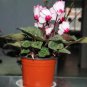 New Light Pink Plicated Cyclamen with Red Edge Flower 5 PCS Seeds