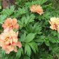 New 'Kopper Kettle' Orange Peony Tree 5 PCS Seeds