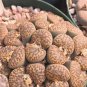 Lithops bromfieldii C042 Succulents Garden Plants 100 PCS Seeds