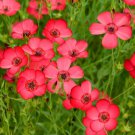 Linum Grandiflorum Plant DIY Home Garden Flower Bonsai 50 PCS Seeds