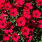 Linum Grandiflorum Plant DIY Home Garden Flower Bonsai 50 PCS Seeds