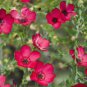 Linum Grandiflorum Plant DIY Home Garden Flower Bonsai 50 PCS Seeds