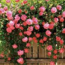 New Kathy Wade Hybrid Rose Shrub Bonsai Flowers 50 PCS Seeds New Kathy Wade Hybrid Rose Shrub Bonsai Flowers 50 PCS Seeds