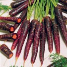 New Imperator-shaped Red Purple Carrot Hybrid 100 PCS Seeds