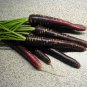 New Imperator-shaped Red Purple Carrot Hybrid 100 PCS Seeds