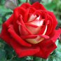 New Hybrid Variety White Red Rose Tree Flower 50 PCS Seeds