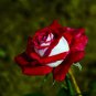 New Hybrid Variety White Red Rose Tree Flower 50 PCS Seeds