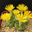 Lithops bromfieldii C382 Succulents Garden Plants 100 PCS Seeds Lithops bromfieldii C382 Succulents Garden Plants 100 PCS Seeds