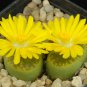 Lithops bromfieldii C382 Succulents Garden Plants 100 PCS Seeds