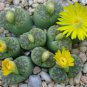 Lithops bromfieldii C382 Succulents Garden Plants 100 PCS Seeds