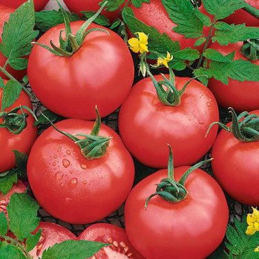 'Lingyue' Pink Tomato Hybrid 5 PCS Seeds