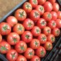 'Lingyue' Pink Tomato Hybrid 5 PCS Seeds