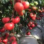'Lingyue' Pink Tomato Hybrid 5 PCS Seeds