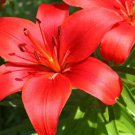 Lily Plants Red Big Flowers 100 PCS Seeds
