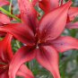 Lily Plants Red Big Flowers 100 PCS Seeds