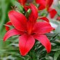 Lily Plants Red Big Flowers 100 PCS Seeds