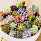 Lithops Bonsai Living Stones Succulent Cactus Organic Garden 100 PCS Seeds Lithops Bonsai Living Stones Succulent Cactus Organic Garden 100 PCS Seeds