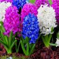 New Hyacinthus Orientalis Bonsai Cheap Hyacinth 50 PCS Seeds