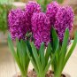 New Hyacinthus Orientalis Bonsai Cheap Hyacinth 50 PCS Seeds