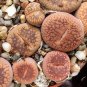 Lithops bromfieldii C368 Succulents Garden Plants 100 PCS Seeds