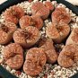 Lithops bromfieldii C368 Succulents Garden Plants 100 PCS Seeds