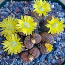 Lithops bromfieldii C348 Succulents Garden Plants 100 PCS Seeds Lithops bromfieldii C348 Succulents Garden Plants 100 PCS Seeds