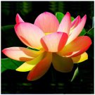 New Golden Red Nelumbo Nucifera Pond Lotus 1 PCS Seeds New Golden Red Nelumbo Nucifera Pond Lotus 1 PCS Seeds