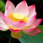 New Golden Red Nelumbo Nucifera Pond Lotus 1 PCS Seeds
