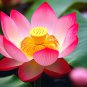 New Golden Red Nelumbo Nucifera Pond Lotus 1 PCS Seeds