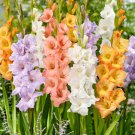 New Gladiolus Perennial Flower 50 PCS Seeds