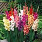 New Gladiolus Perennial Flower 50 PCS Seeds