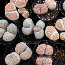 Lithops aucampiae Succulents Garden Plants 100 PCS Seeds