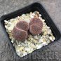 Lithops aucampiae Succulents Garden Plants 100 PCS Seeds