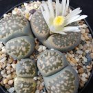 LITHOPS aucampiae C298 Succulents Garden Plants 100 PCS Seeds