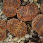 LITHOPS aucampiae C298 Succulents Garden Plants 100 PCS Seeds