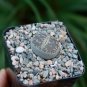 LITHOPS aucampiae C298 Succulents Garden Plants 100 PCS Seeds