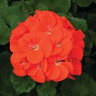 New Geranium Maverick Orange Perennial Flower 10 PCS Seeds New Geranium Maverick Orange Perennial Flower 10 PCS Seeds