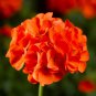 New Geranium Maverick Orange Perennial Flower 10 PCS Seeds