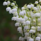 Lily of The Valley Flowers 10 PCS Seeds
