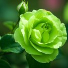 New Fresh Green Rose Shrub Flower 400 PCS Seeds