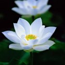 New Fresh Nelumbo Nucifera ''BAIBAN'' Lotus Hydrophyte 40 PCS Seeds New Fresh Nelumbo Nucifera ''BAIBAN'' Lotus Hydrophyte 40 PCS Seeds