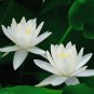 New Fresh Nelumbo Nucifera ''BAIBAN'' Lotus Hydrophyte 40 PCS Seeds