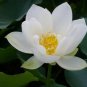 New Fresh Nelumbo Nucifera ''BAIBAN'' Lotus Hydrophyte 40 PCS Seeds