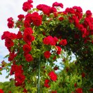 New Dark Red Climbing Rose Plant 50 PCS Seeds New Dark Red Climbing Rose Plant 50 PCS Seeds