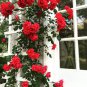 New Dark Red Climbing Rose Plant 50 PCS Seeds