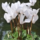 New Cyclamen Flower 100 PCS Seeds New Cyclamen Flower 100 PCS Seeds