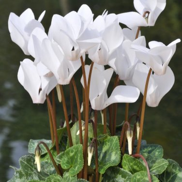 New Cyclamen Flower 100 PCS Seeds